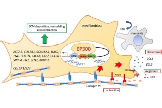Epigenetic control by EP300