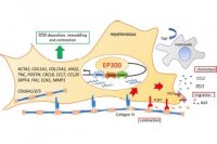 Epigenetic control by EP300